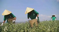 宛“艾”將熟！一株野草長成南陽百億產(chǎn)業(yè)帶 | 極刻