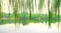 【養(yǎng)生知識】已入五九，六九將至，五九的養(yǎng)生秘訣，你知道嗎？