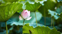【三伏天養(yǎng)生】三伏天養(yǎng)生有六大禁忌，你知道嗎？記得分享給家人知道！