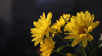 【養(yǎng)生知識】入秋菊花藥膳，美味營養(yǎng)、養(yǎng)生保??！