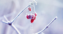 【小寒節(jié)氣】時處二三九，臘月梅花開！