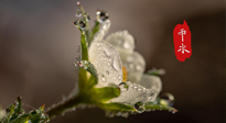 【二十四節(jié)氣灸】雨水節(jié)氣，扶陽、祛濕、調(diào)氣血，才是養(yǎng)生重點(diǎn)！艾灸，橫掃濕寒！