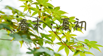 【艾灸養(yǎng)生】春末夏初：上熱下寒癥狀，補(bǔ)不如疏通淤堵，試試艾灸吧！
