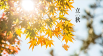 【節(jié)氣飲食】立秋將至，吃最合適的飲食，平穩(wěn)度過季節(jié)交替！